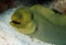 Green Moray