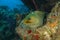 Green Moray on a Coral Reef - Roatan