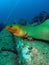 Green Moray Eel