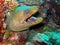 Green Moray Eel