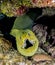 Green moray, Gymnothorax funebris