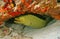 Green Moray (Gymnothorax funebris)-Cozumel Mexico