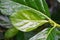 Green Morinda citrifolia plant