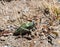 Green Mormon Cricket