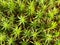 Green moss