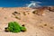 Green moss in Andes altiplano landscape Bolivia