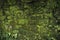 Green moss background beautiful in nature. Closeup of moss on brick wall