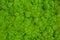 Green Moss background, mossy texture