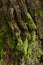 Green moss on bark in rainforest, tropical nature environment ecosystem