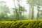 Green moss on bark tree in forest. trees on background. foggy weather. background of moss for wallpaper. macro close view