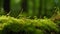 Green moss in a bright forest clearing. Seasonal natur background with bokeh and short depth of field. Close-up