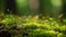 Green moss in a bright forest clearing. Seasonal natur background with bokeh and short depth of field. Close-up