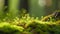 Green moss in a bright forest clearing. Seasonal natur background with bokeh and short depth of field. Close-up