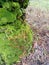 green moss clinging to dead wood and palm trees