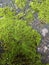 green moss clings to old rocks