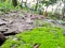 Green moss closeup.moss in the forest. Green moss covered the soil on the ground.moss texture.