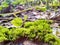 Green moss closeup.moss in the forest. Green moss covered the soil on the ground.moss texture.