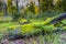 With green moss-covered dead tree trunk in a forest