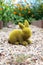 Green Moss Covered Rabbit Statue Decorating Garden of Orange Cosmo Flowers