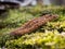 Green moss with dry blossom of Alnus serrulata hazel alder tree - macro background