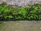 Green moss on the edge of a rainwater drain outside the house.