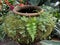 Green moss and fern on wet clay water jar