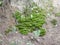 Green moss in the forest grows on a hill