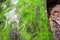 green moss and fungus grown on wood surface in rain forest