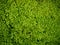 Green moss,Grass Background