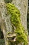 Green moss, gray lichen and yellow mushroom