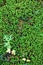 Green moss groundcover