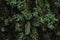 Green moss growing on bark of a tree trunk in the autumn