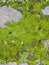 green moss growing concrete floor
