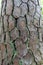 Green Moss Growing on the Peeling, Cracked Bark of a Loblolly Pine Tree