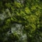 Green Moss Growing on Rock