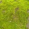 Green moss grows on the ground