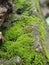 green moss grows on the rocks