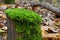 Green moss grows on a stump in the autumn forest.