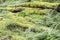 Green moss on heap of logs in Black Forest underbrush near Oppenau, Germany