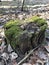 green moss on hemp in forest