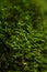 Green moss macro with shallow depth of field