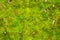 Green moss nature background. Eco, ecology, recycle, go green environmental concept