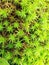 Green moss needles close-up