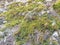 Green moss non-vascular plants grow on the dead log