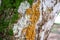 green moss and orange fungus grown on wood surface in rain fores