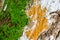 green moss and orange fungus grown on wood surface in rain fores