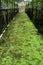 Green moss on orchid farm walkway