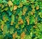 Green Moss Paint Textured Background