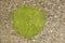 Green Moss Patch