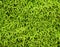 Green moss patern